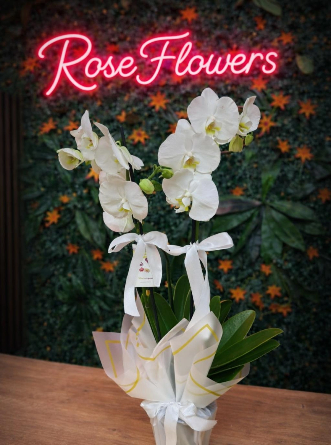 Çift Dallı Beyaz Phalaenopsis Orkide Saksı Aranjmanı