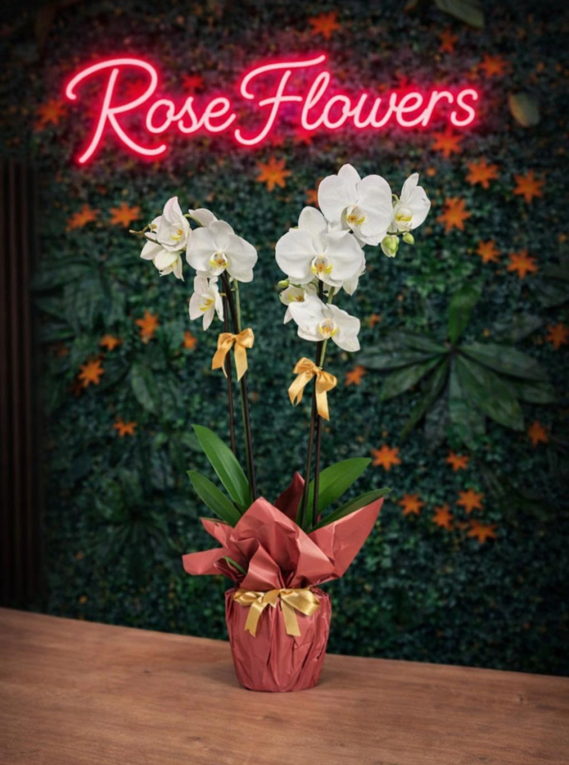 İki Dallı Beyaz Phalaenopsis Orkide Saksı Çiçeği
